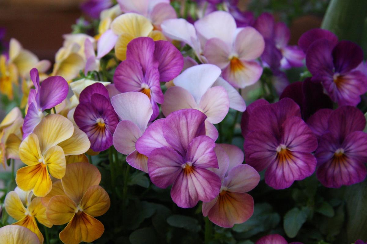 Garden calendar For the week of April 30