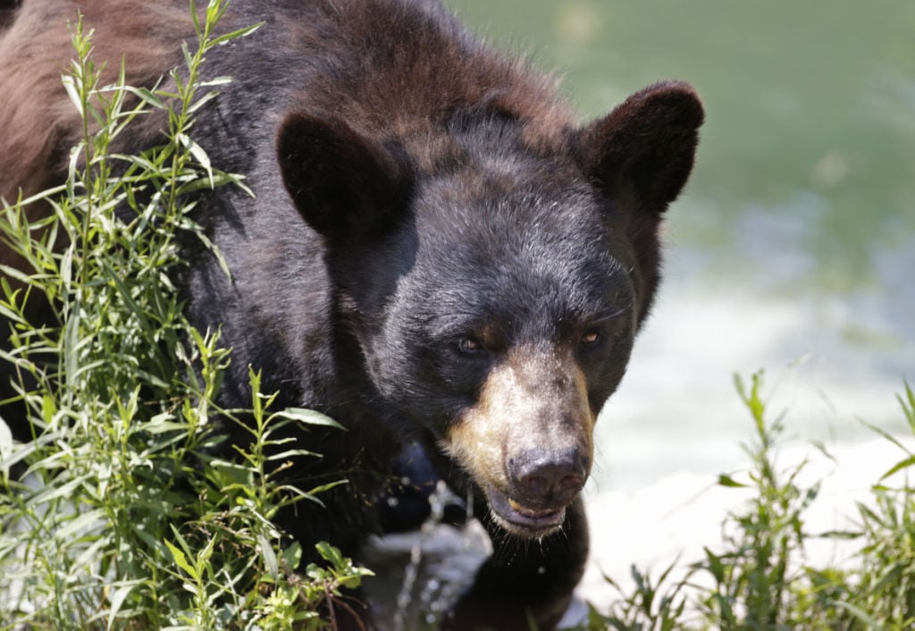 Bear Hunt