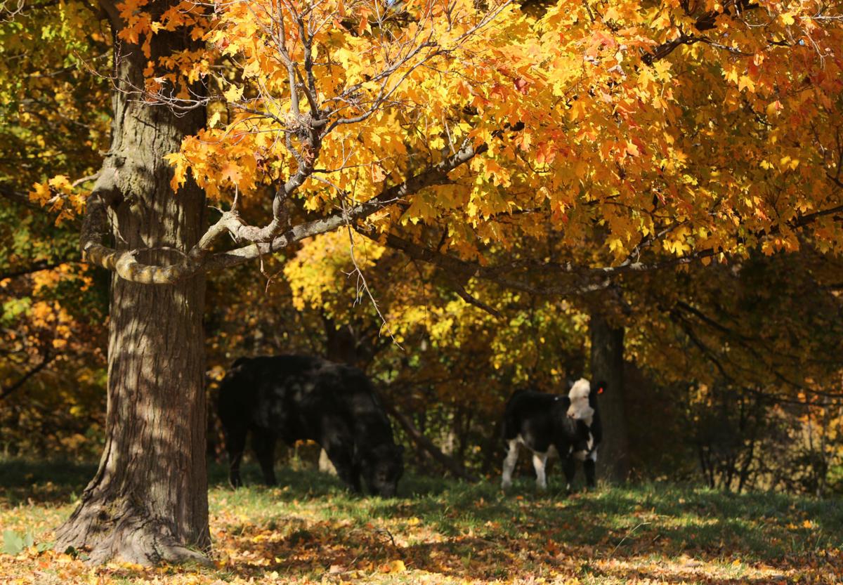 Autumn Colors In Vilas Park Lagoon >> Photos One Last Gasp Of Fall Colors Local News Madison Com Autumn Colors In Vilas Park Lagoon >> Photos One Last Gasp Of Fall Colors Local News Madison Com