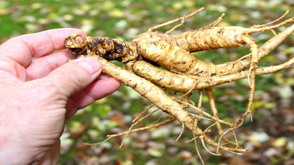 Outdoors Fields And Forests It S Ginseng Season Outdoors Madison Com