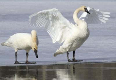 Swans Have Come Back >> Us Agency S Bid To Allow Trumpeter Swan Hunting Draws Fire Local Swans Have Come Back >> Us Agency S Bid To Allow Trumpeter Swan Hunting Draws Fire Local