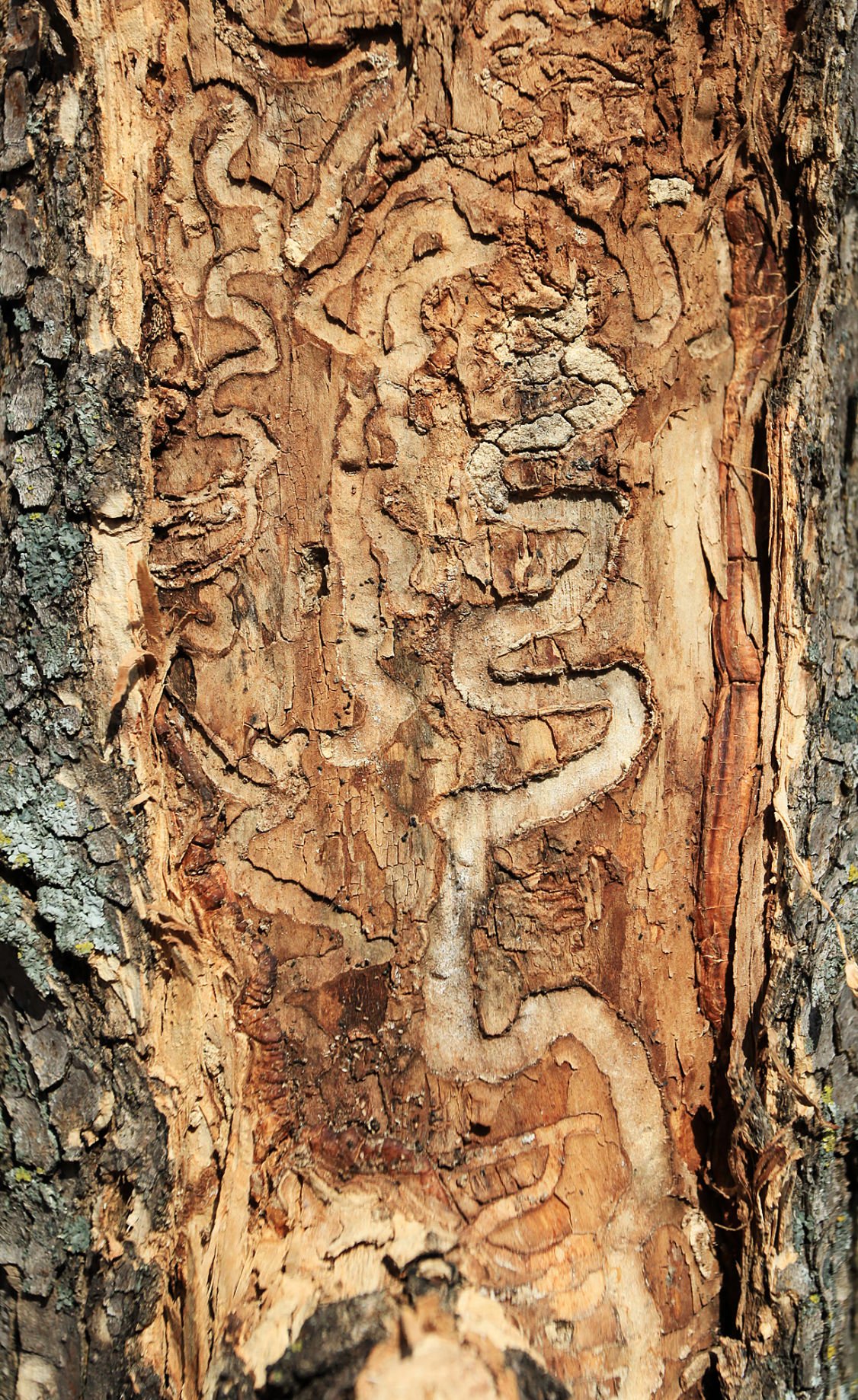 former-forester-says-portage-mishandling-emerald-ash-borer-infestation