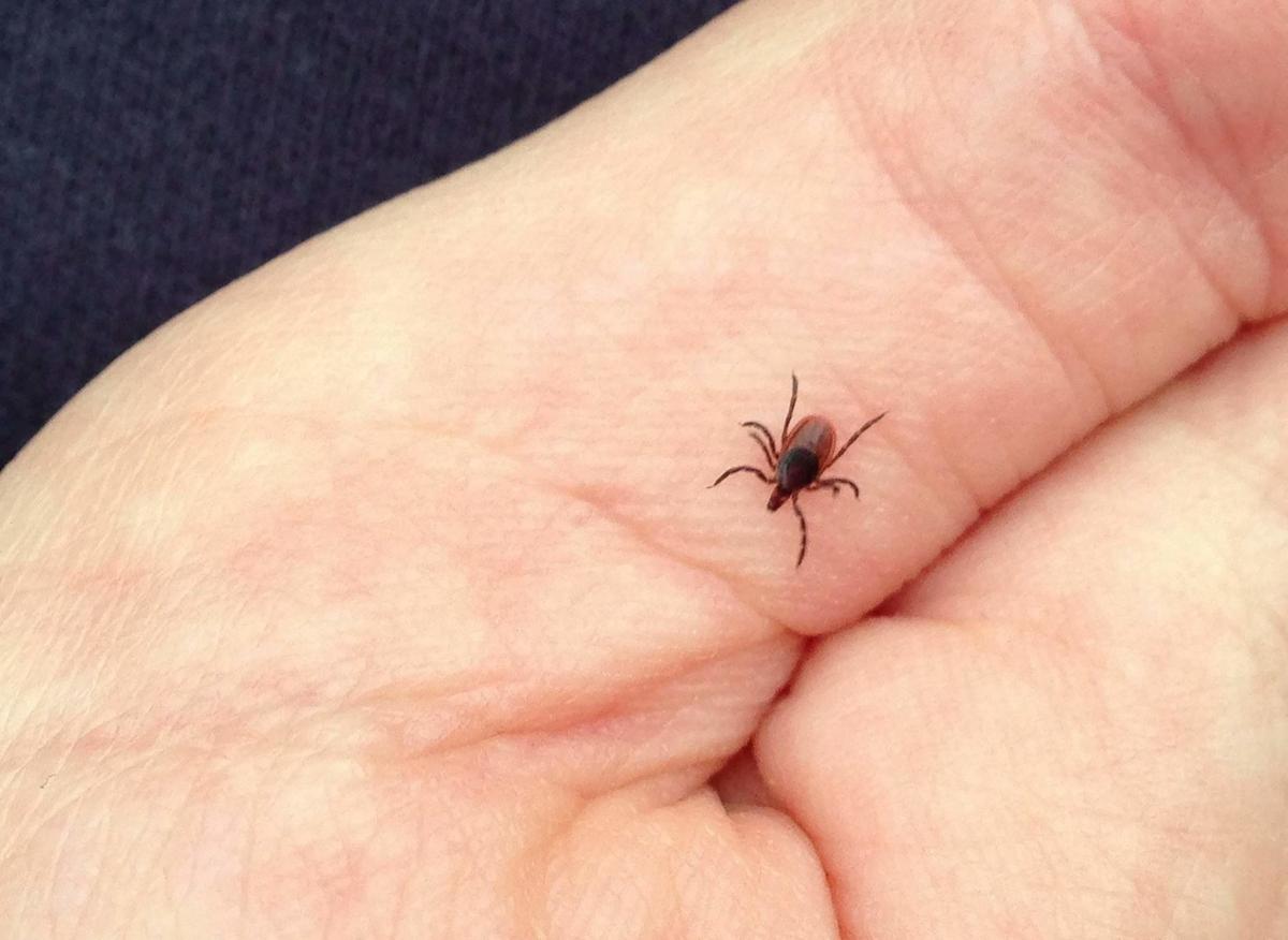 deer tick