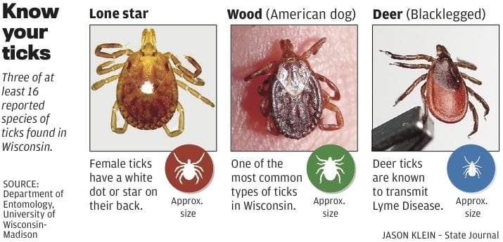 do dog ticks carry lyme