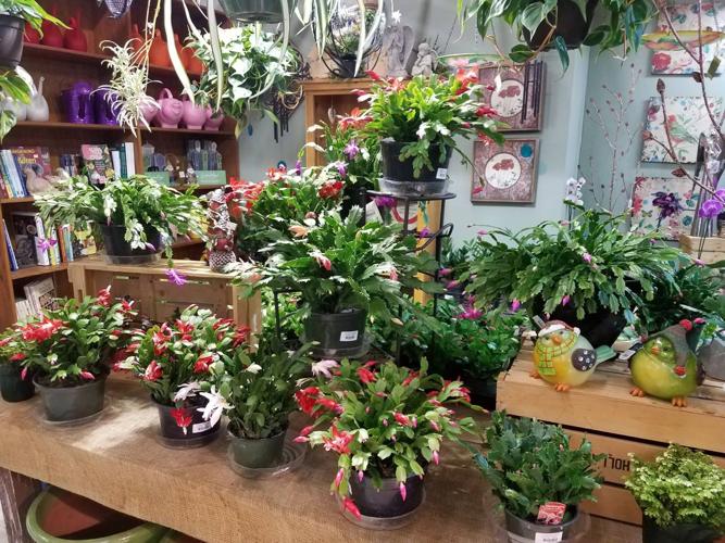 Jung garden center PLANTS indoor.jpg
