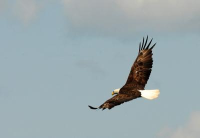 Patrick Durkin Bloomer Woman Stunned While Watching Bald