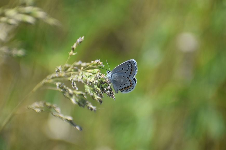 DNR Seeking Volunteers For Karner Blue Butterfly Monitoring