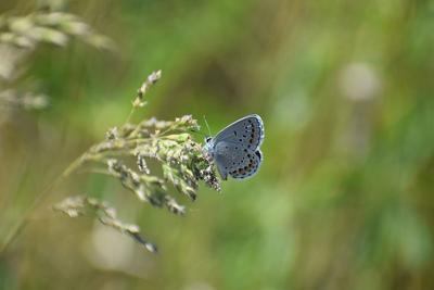 DNR Seeking Volunteers For Karner Blue Butterfly Monitoring