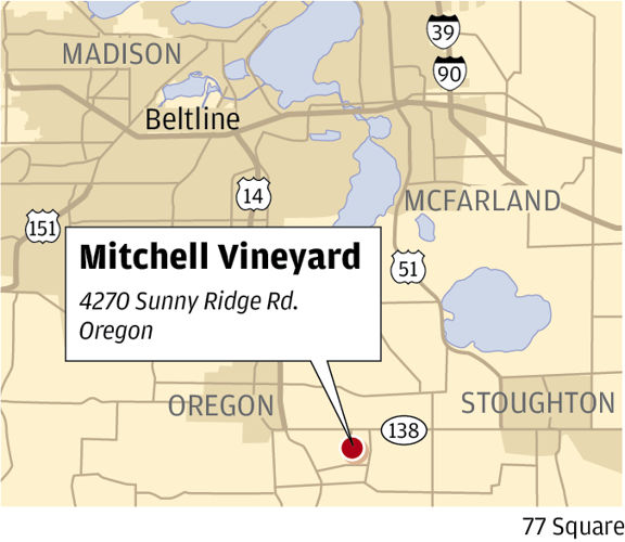 Mitchell Vineyard's grapes are ripe and ready for picking