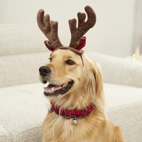 5. Dog Antlers and Jingle Bell Collar