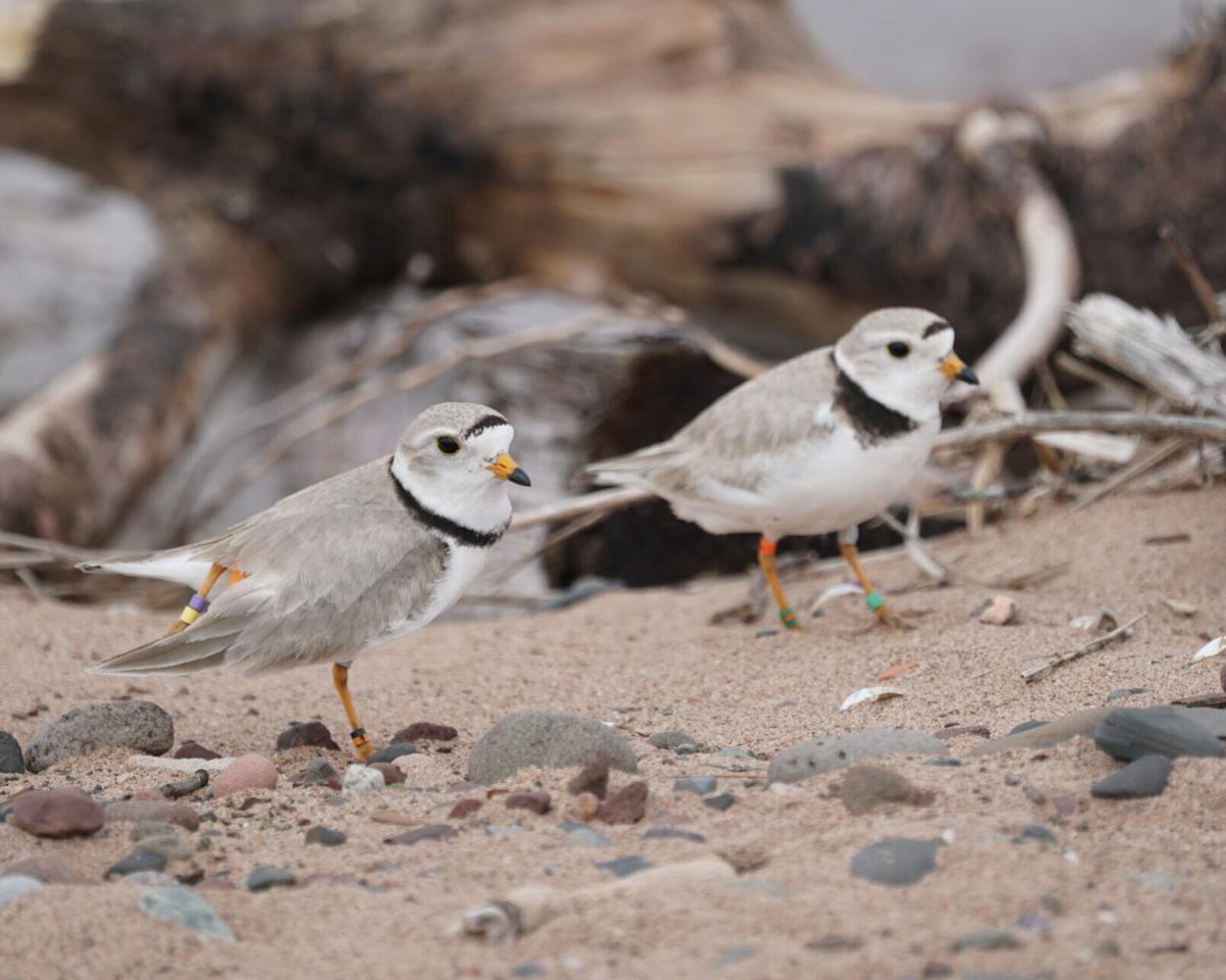 Piping Plovers Observed Nesting On Wisconsin Point For The First Time In 49 Years