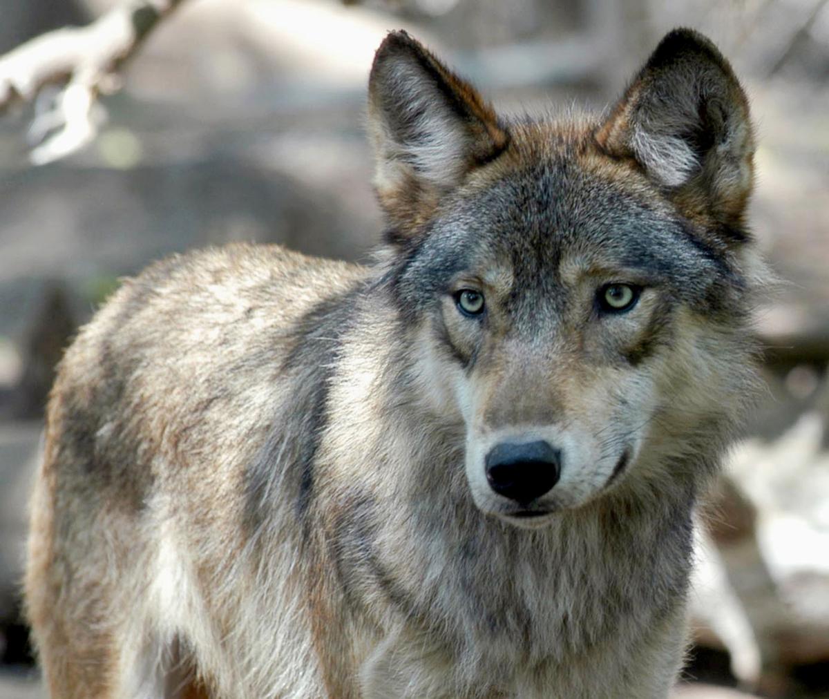 Gray wolf