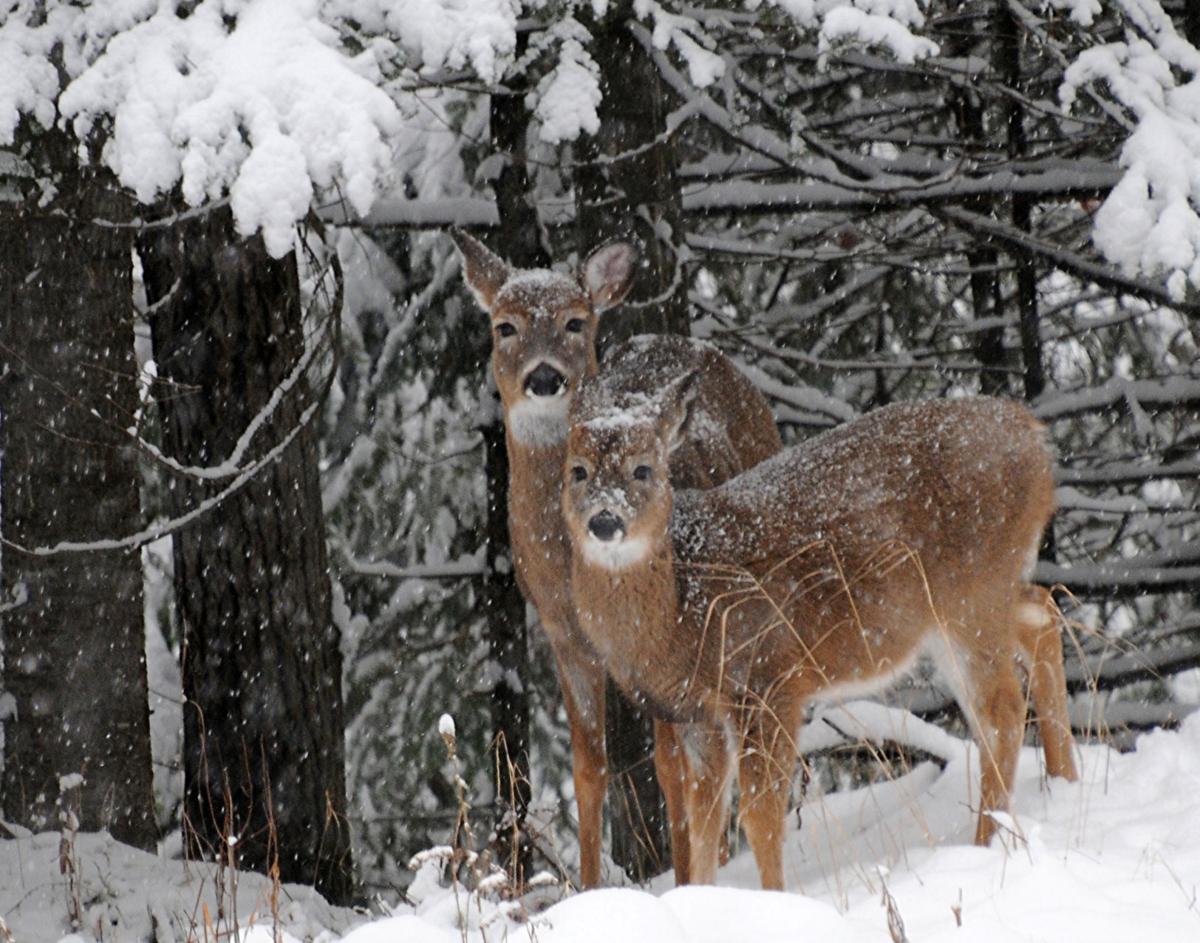 Doe and fawn