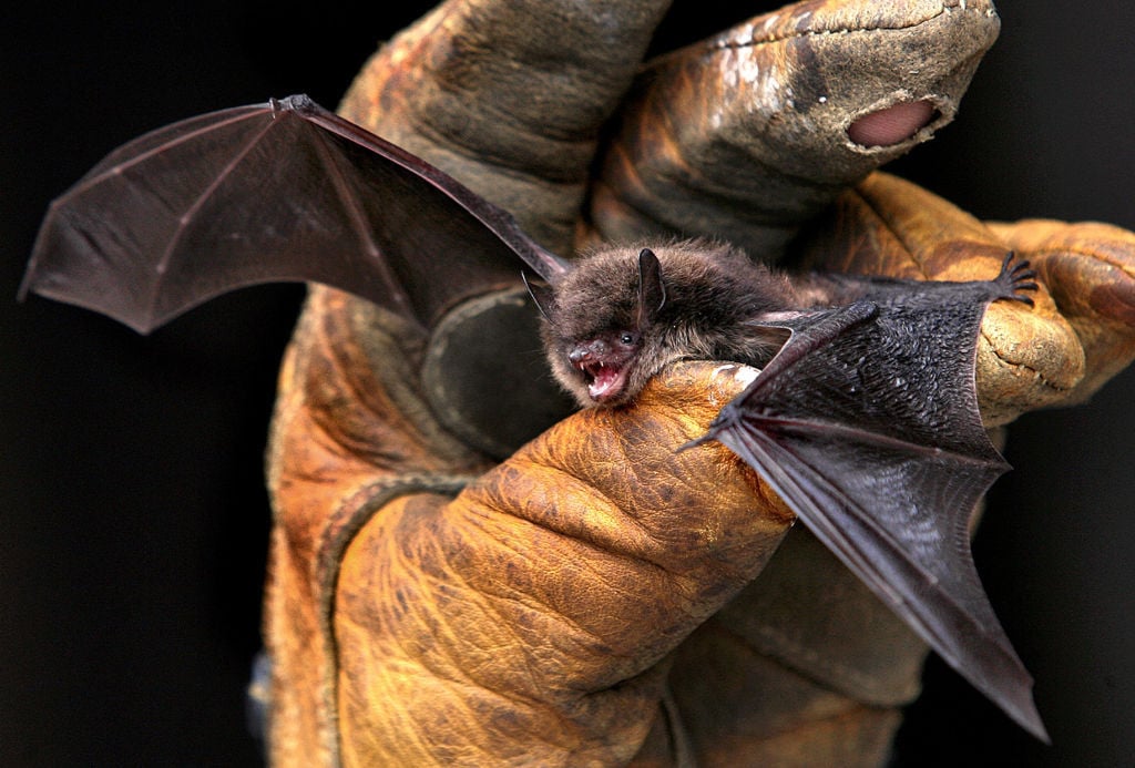 Catastrophic Disease Leaves Just 2 Wisconsin Bat Hibernation Sites Threatened Bats