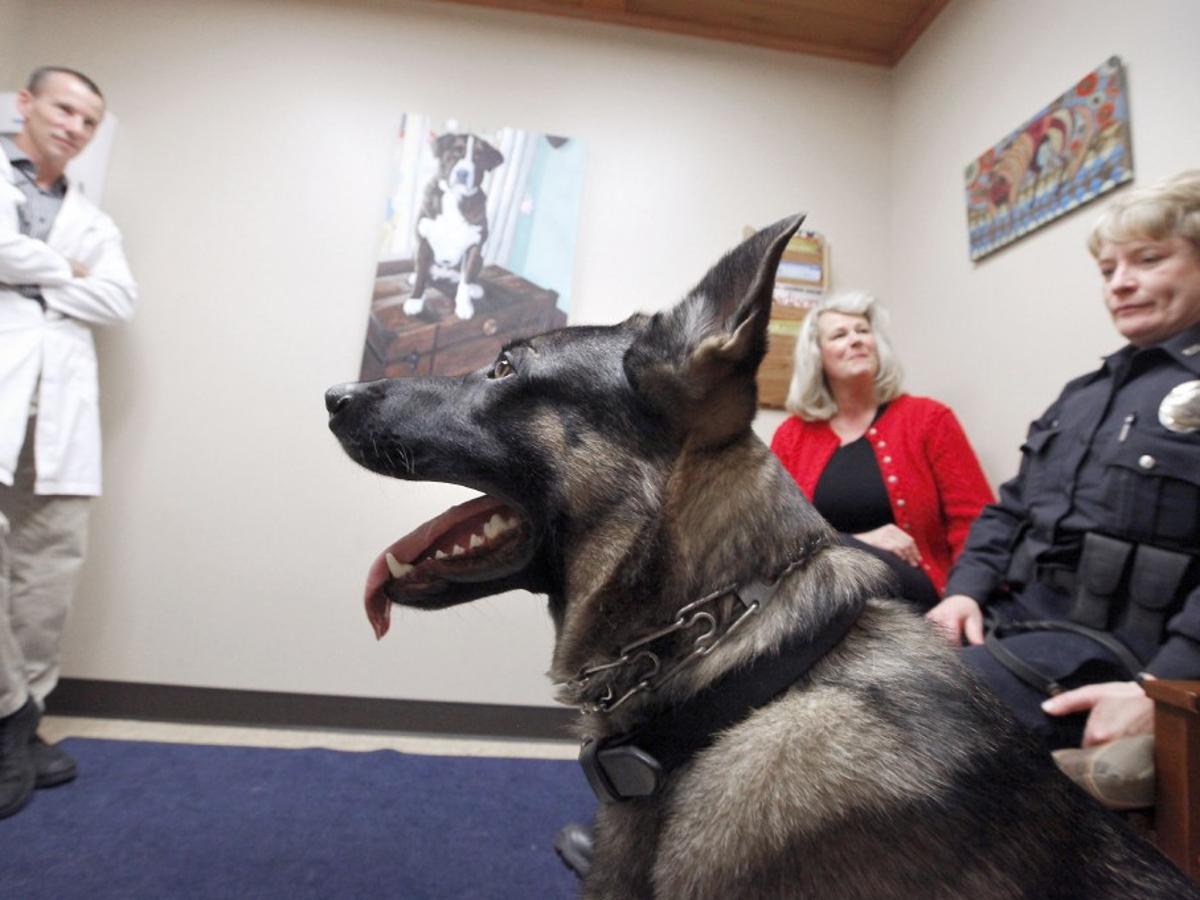 New Program Provides Free Veterinary Care For Madison Police Dogs Local News Madison Com