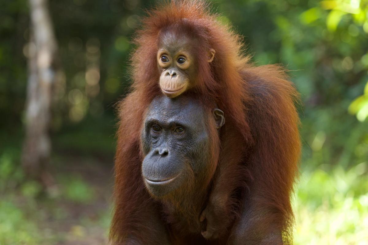 UW researchers discover orangutan genome mix-ups that could affect zoo  animals