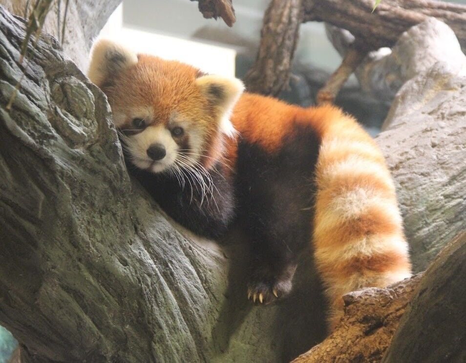 Vippanda Bandit the red panda in leaves Madison’s Henry Vilas Zoo