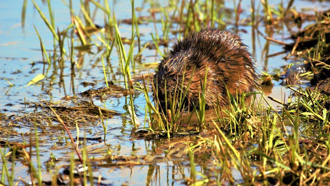 No muskrat love: Meeting approves invoice permitting DNR to shoot highway-damaging rodents | Native Authorities
