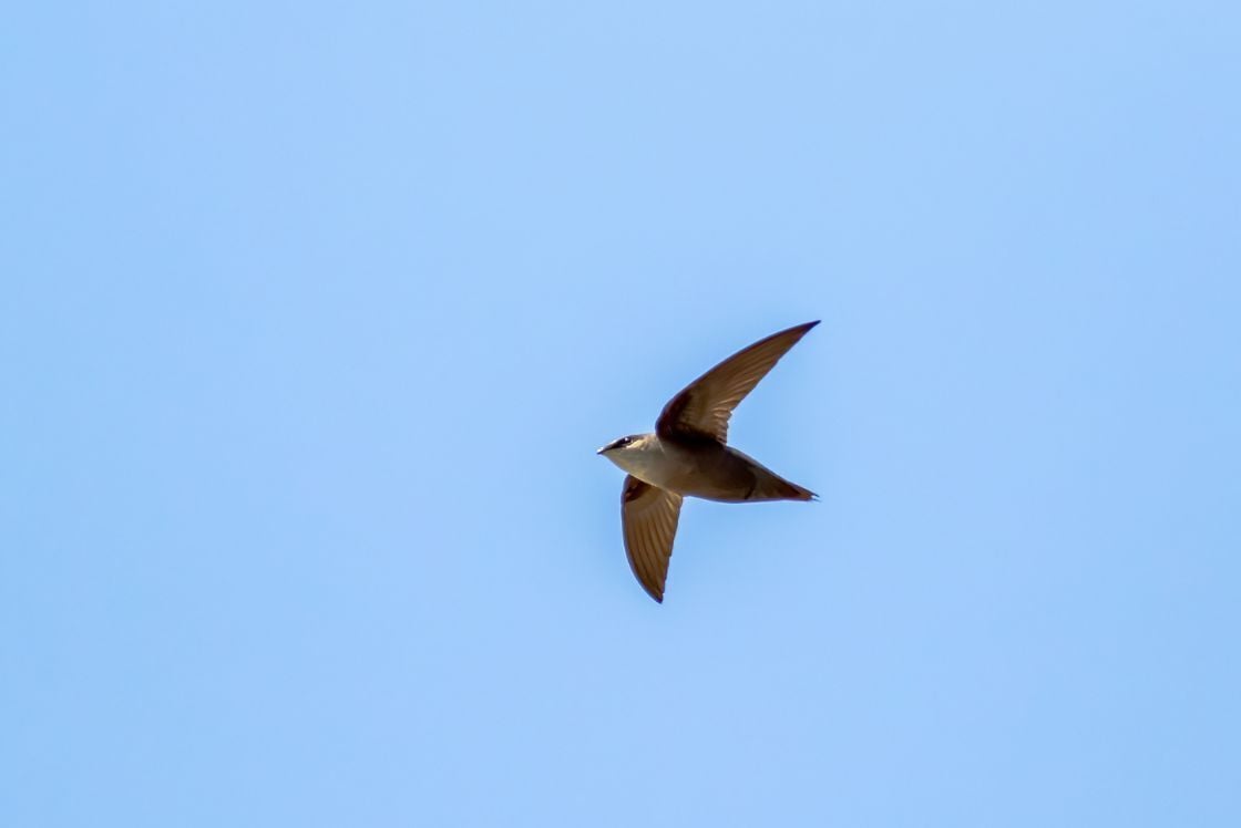 New Mapping Site To Track Chimney Swift Roosts Launches
