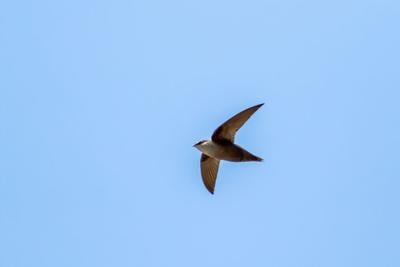 New Mapping Site To Track Chimney Swift Roosts Launches