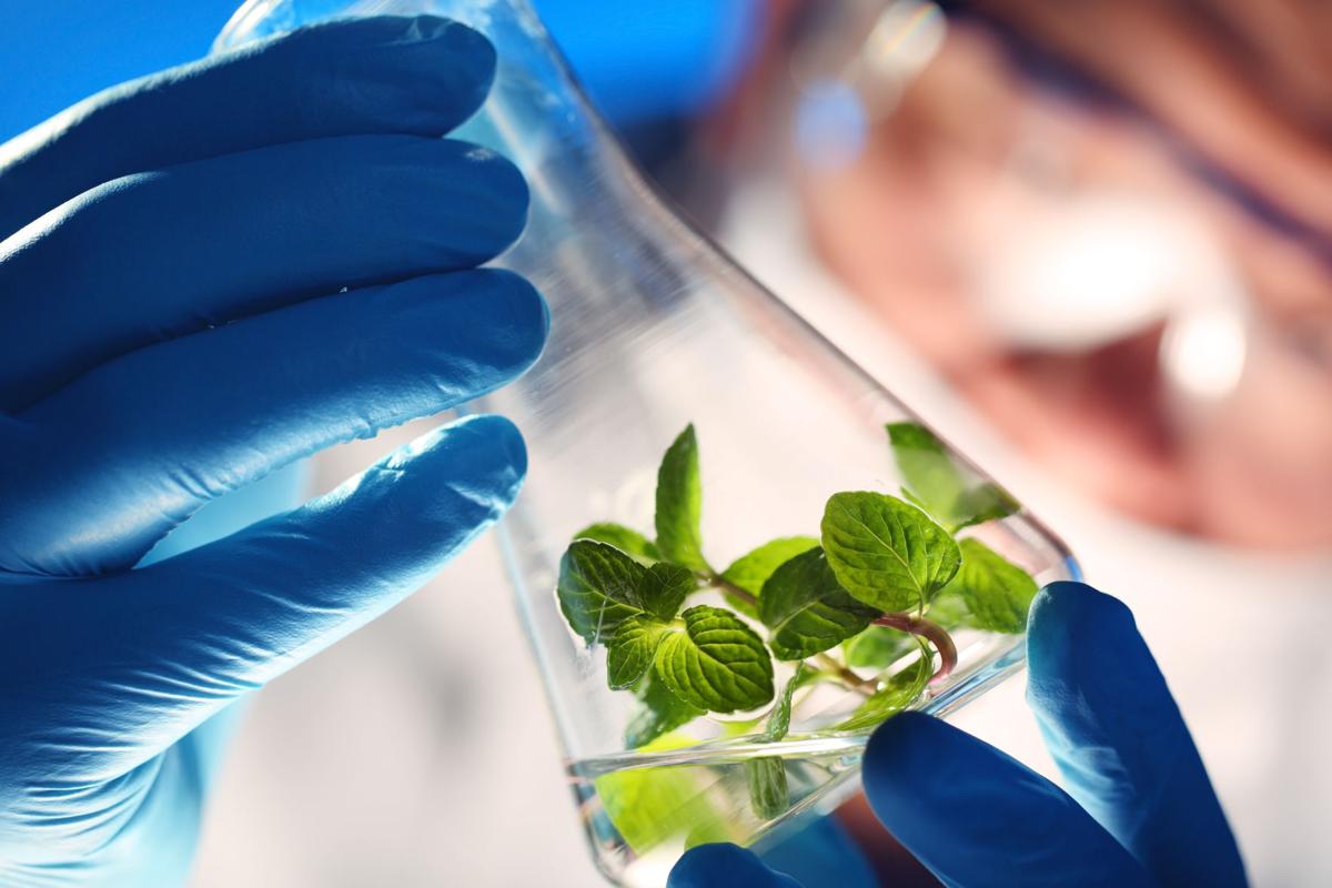 Scientist holding beaker with plants (copy)