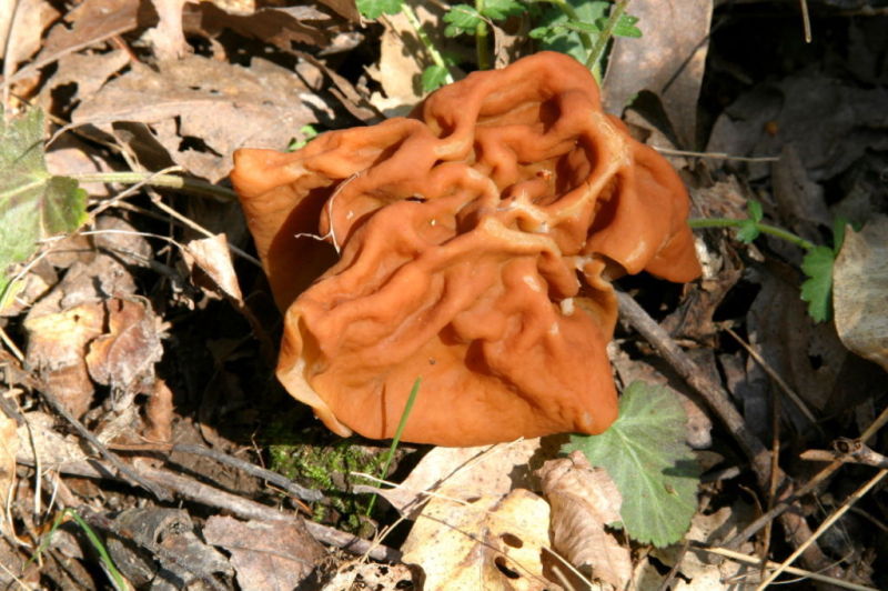 Jerry Davis Time to hunt for morels at hand or is it? Outdoors