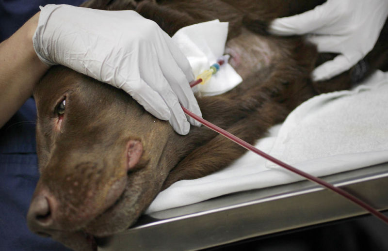 A blood bank for pets Pets