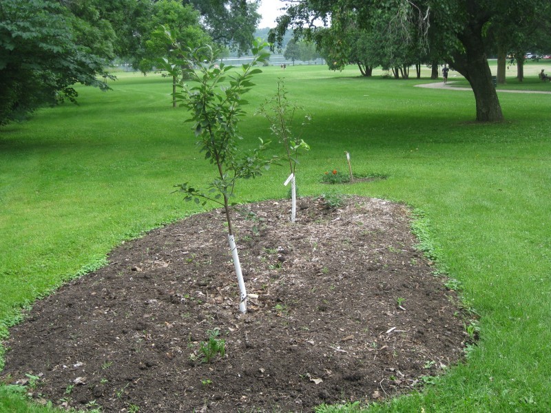 Wingra Park Madison If This Is What >> Grass Roots Incredible Edible Landscape Debate May Go To Wingra Park Madison If This Is What >> Grass Roots Incredible Edible Landscape Debate May Go To