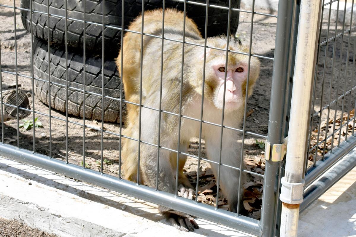 Westfield monkey sanctuary aims to give research primates 'the dignity