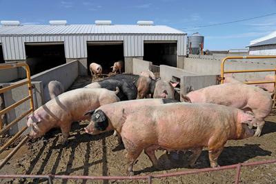 Wisconsin regulators approve large hog farm in Crawford County