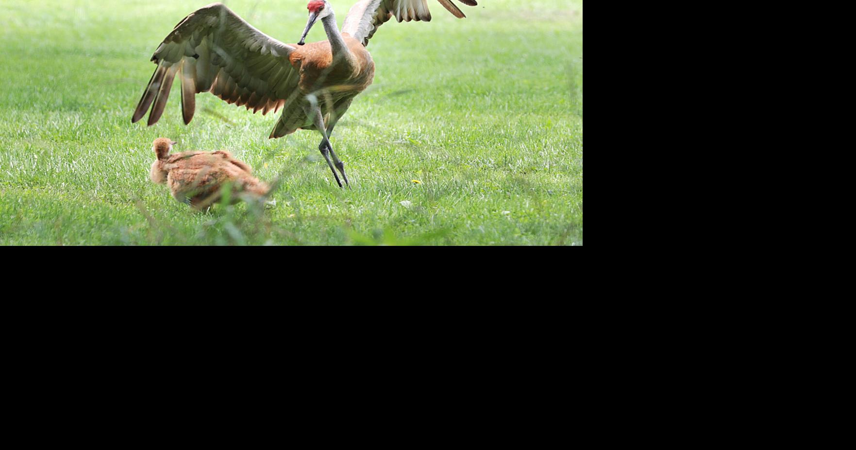 After a slow start, sandhill crane released into the wild