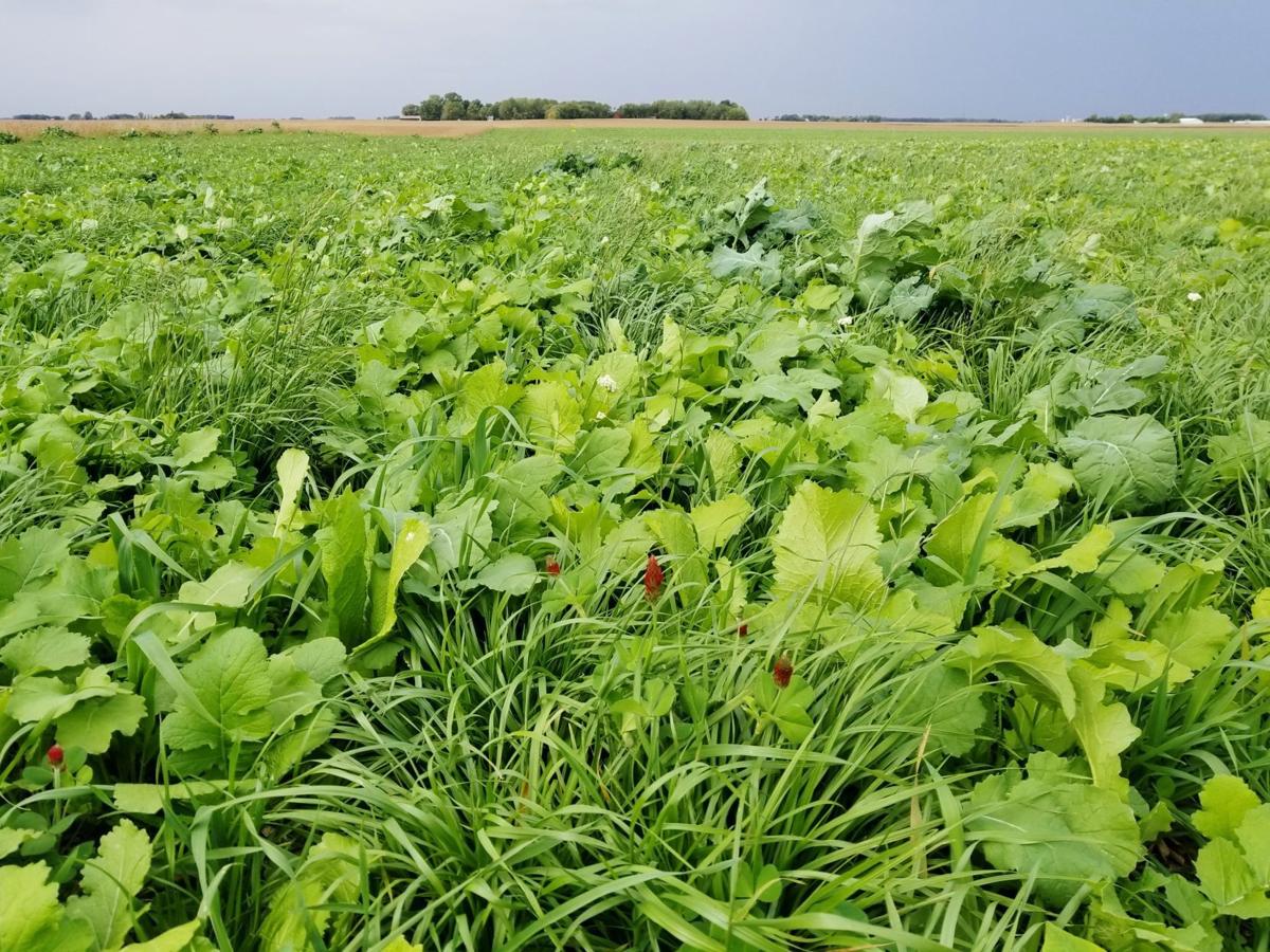Early-maturing canning crops
