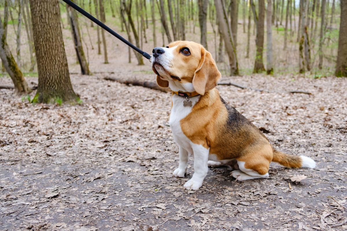 My Pet World When dogs won’t go outside to pee, don’t settle for them going in the house