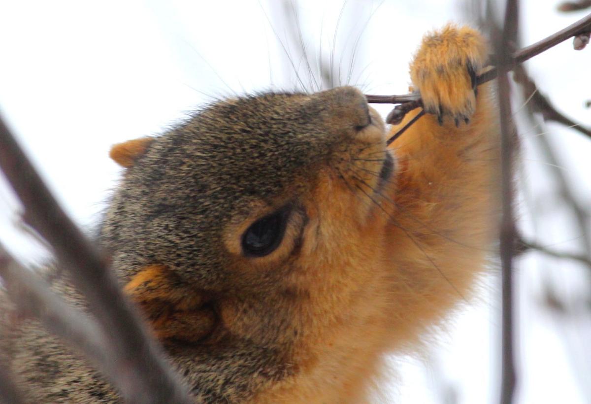 Jerry Davis Oregon Man Savors Late Season Squirrel Hunt