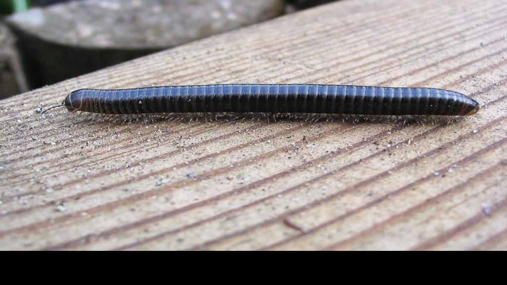 Curiosities Should We Be Worried About Recent Outbreak Of