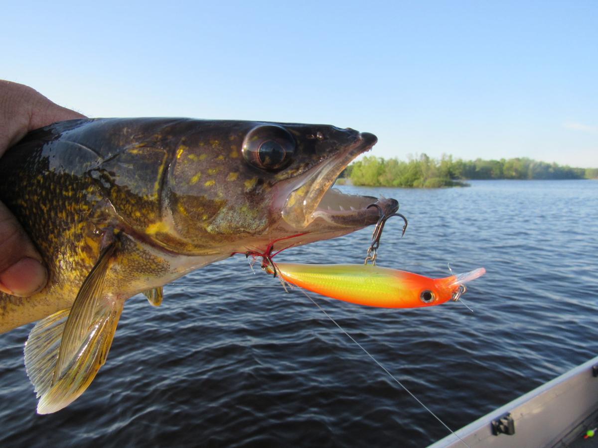 Uw Study Says Hidden Overharvest Contributing To Decline Of