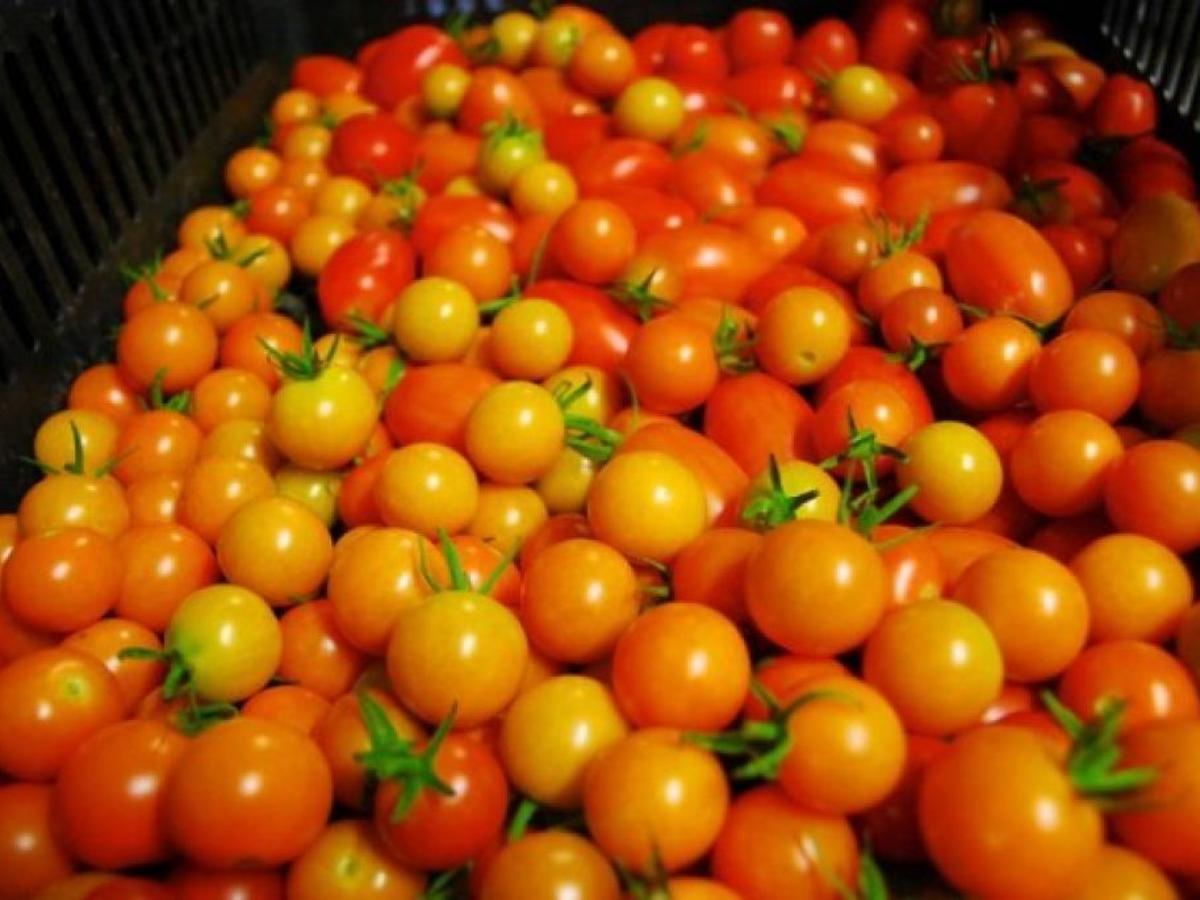 Sungold Cherry Heirloom Tomatoes Information And Facts