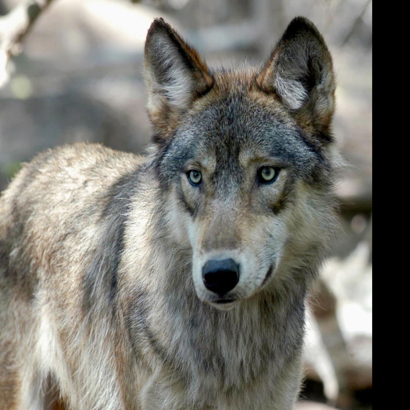 Us Tribes Demand Emergency Protection For Wolves Local Government Madison Com
