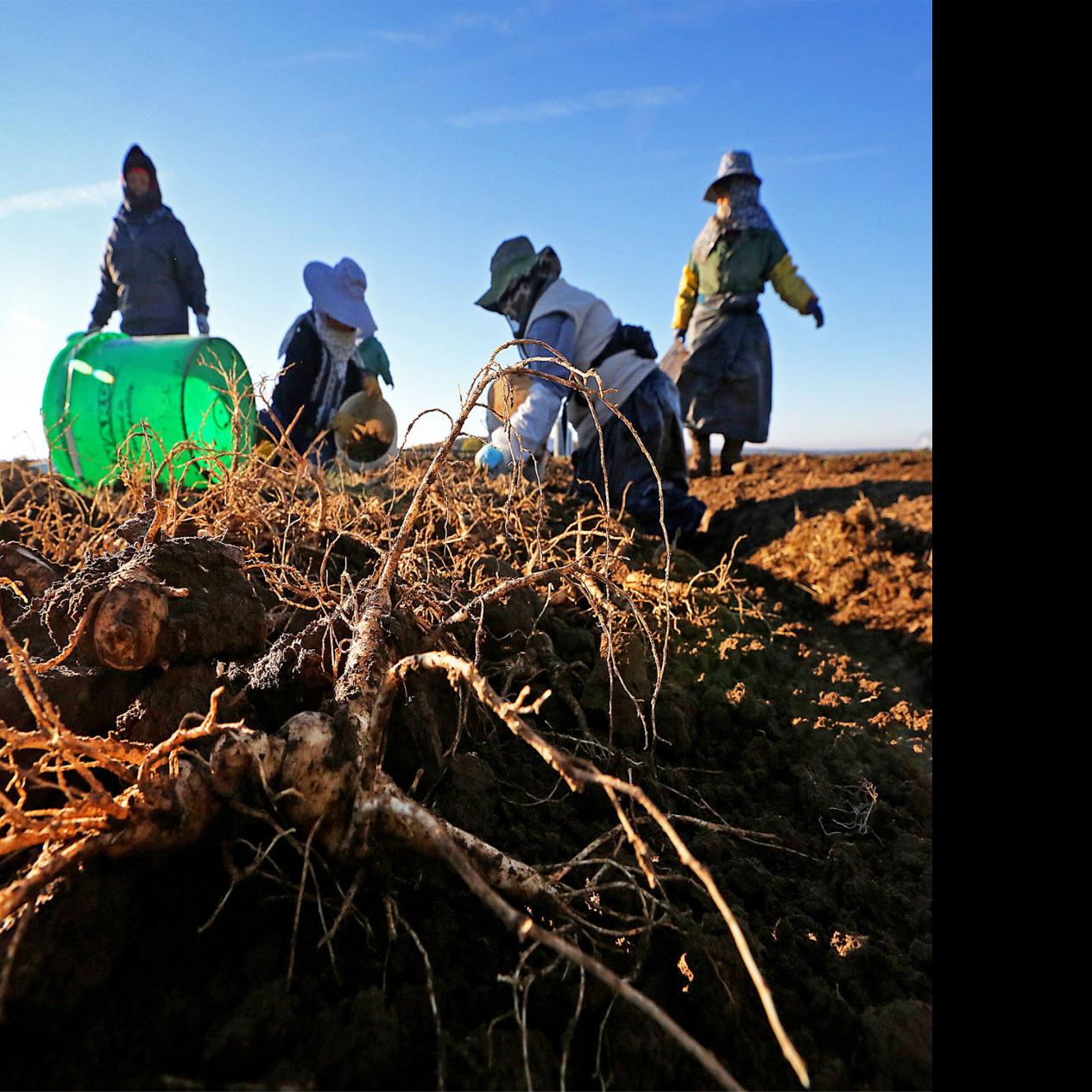 Ginseng Continues Rebound In Central Wisconsin Local News Madison Com