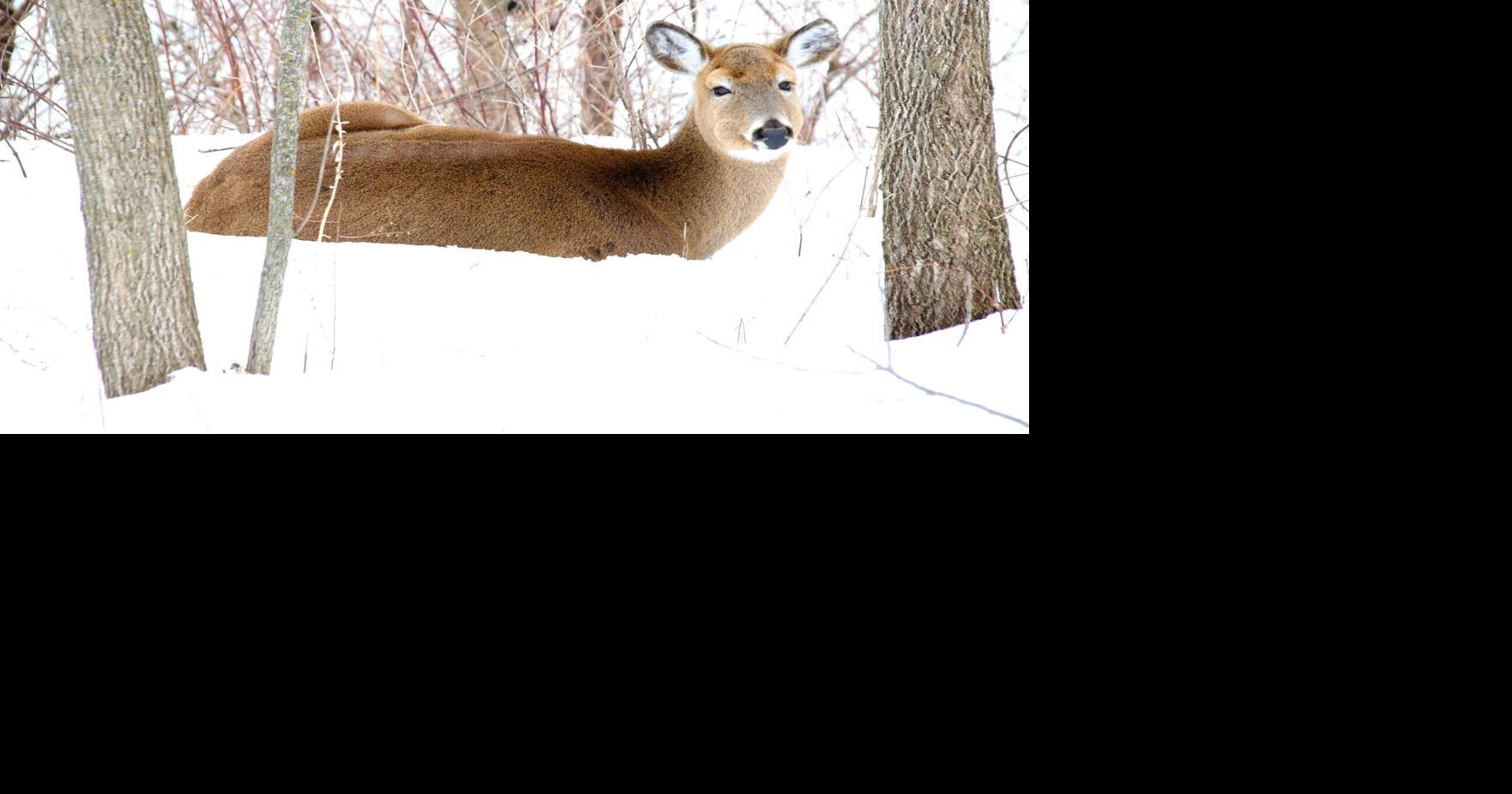First ever La Crosse County wild deer detected with CWD