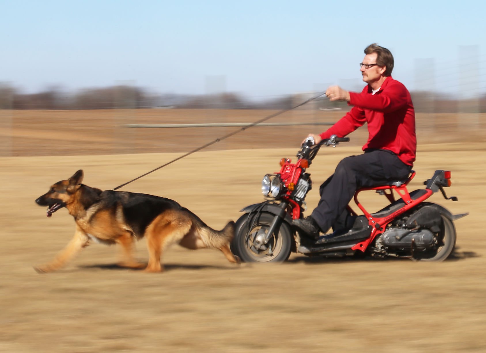 kennel goldberg german shepherd dogs