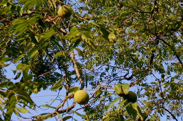 Thieves Targeting Walnut Trees In Rural Areas Science And Environment