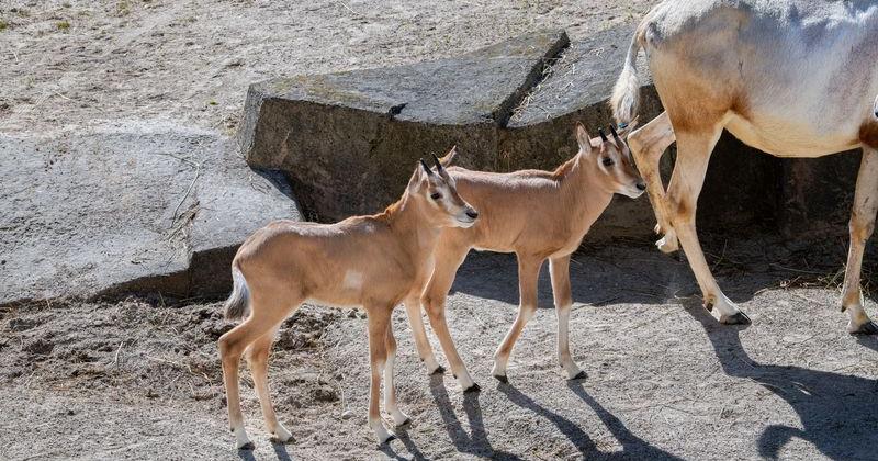 Milwaukee County Zoo excited about baby boom in an endangered species Jim Higgins Milwaukee Journal Sentinel Jun 3, 2026 23 mins ago