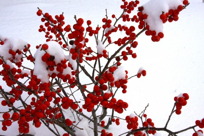 Nature's Way: Winterberry's name apt for Wisconsin | Outdoors | madison.com