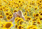 Sunflowers Feature.jpg