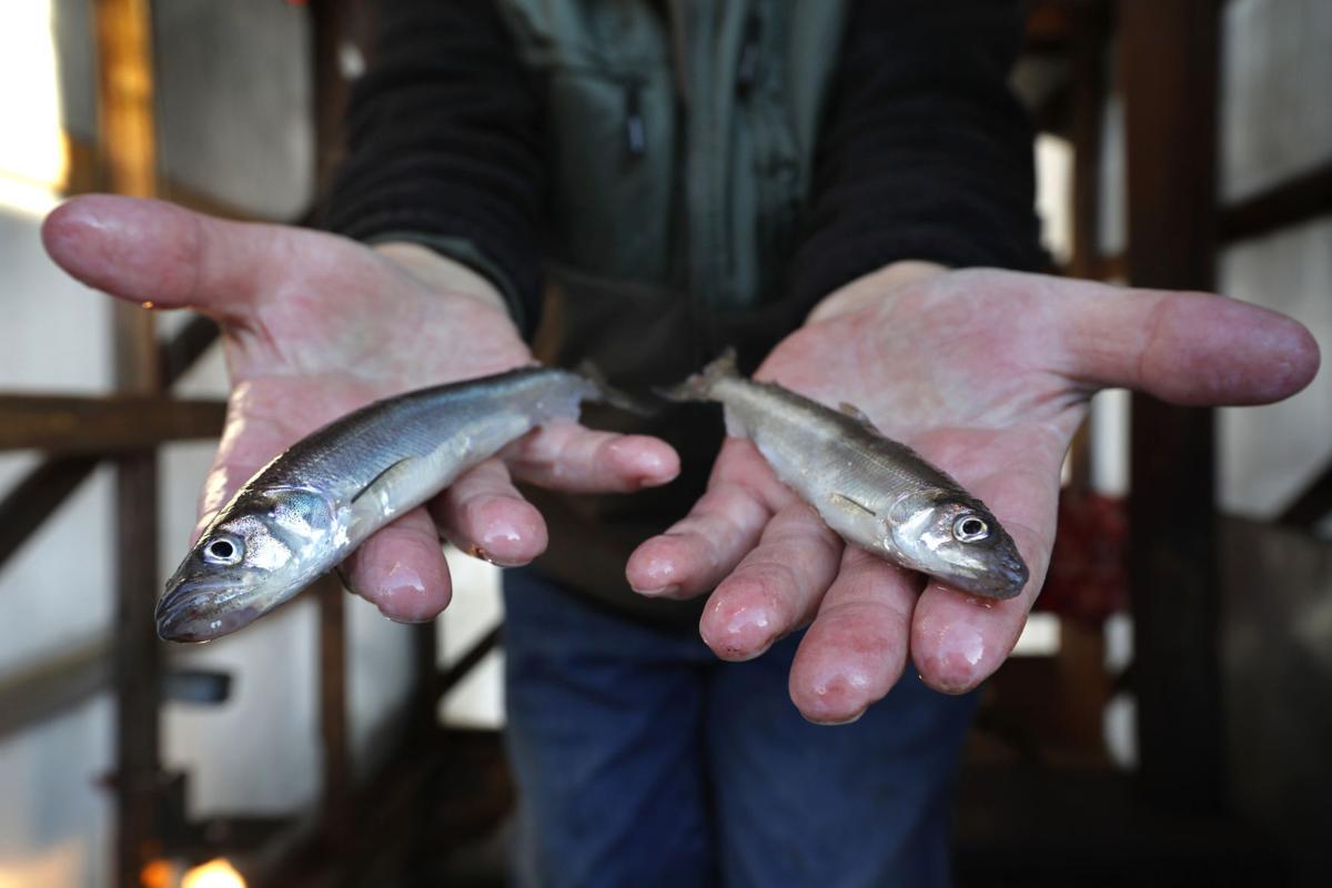 Smelts lack ice