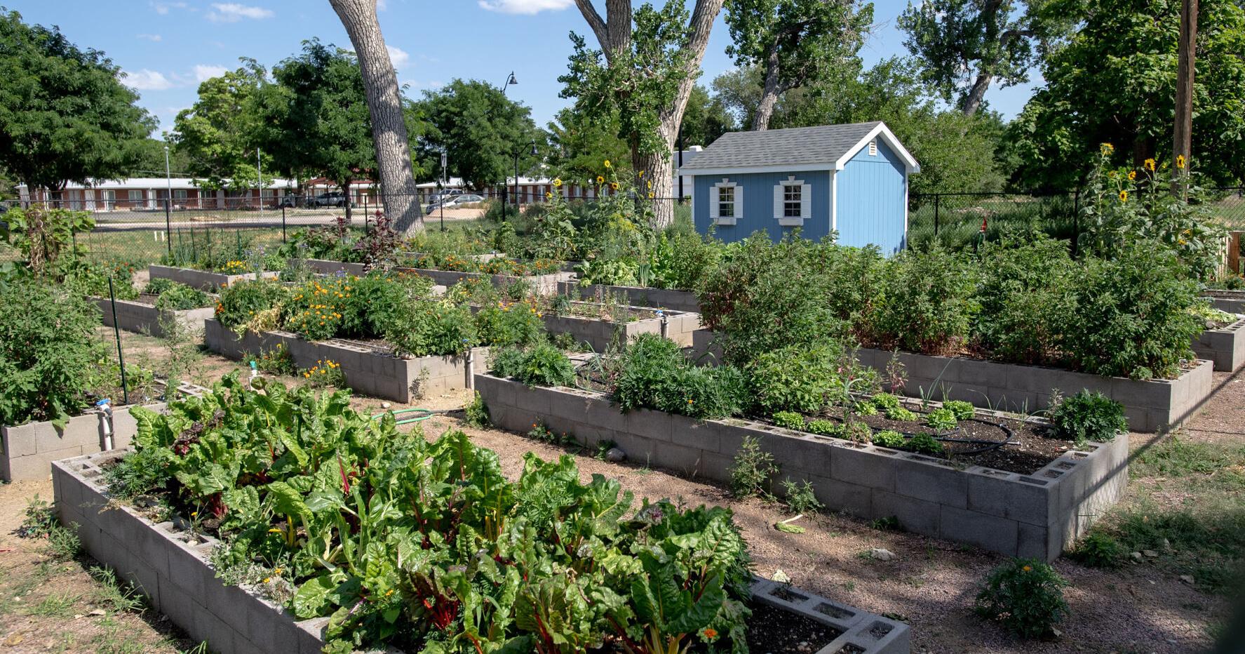Garden calendar | For the week of March 10 - Vimarsana News