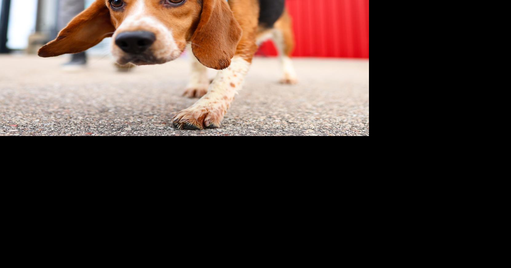 Ridglan Farms beagles: How and when to adopt one in Wisconsin