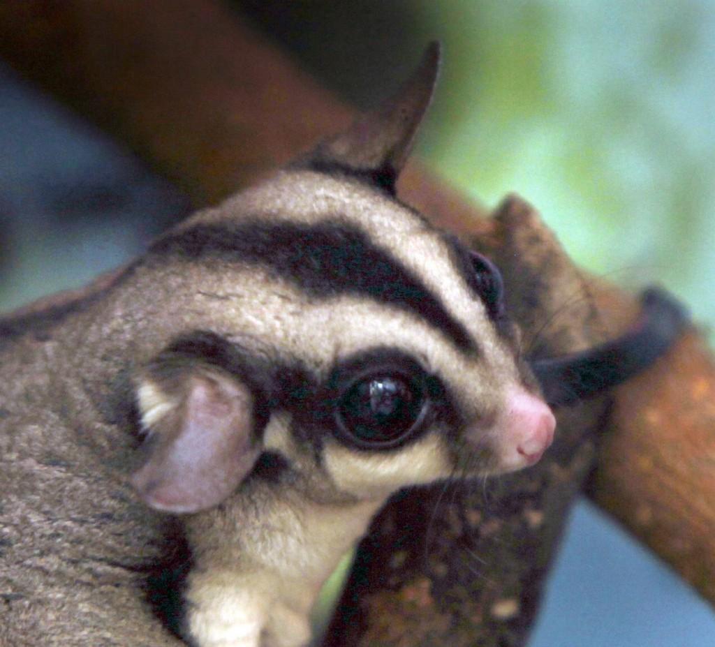 City Alderman Proposes Legalizing Pocket Pet Marsupials Called Sugar Gliders Local News Madison Com