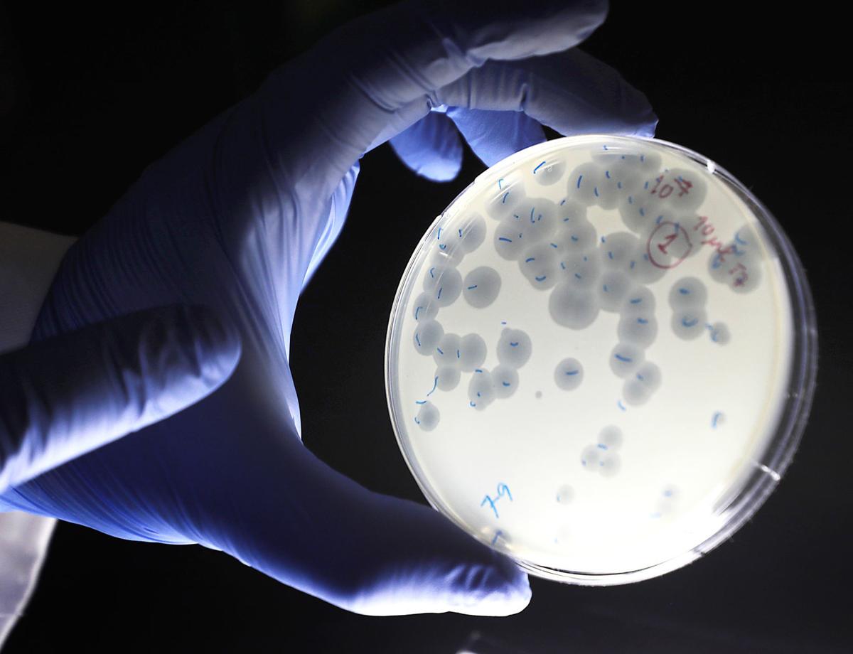 Phages in petri dish